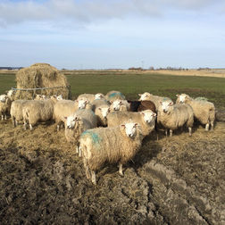 Schafe in der Boldixumer Marsch